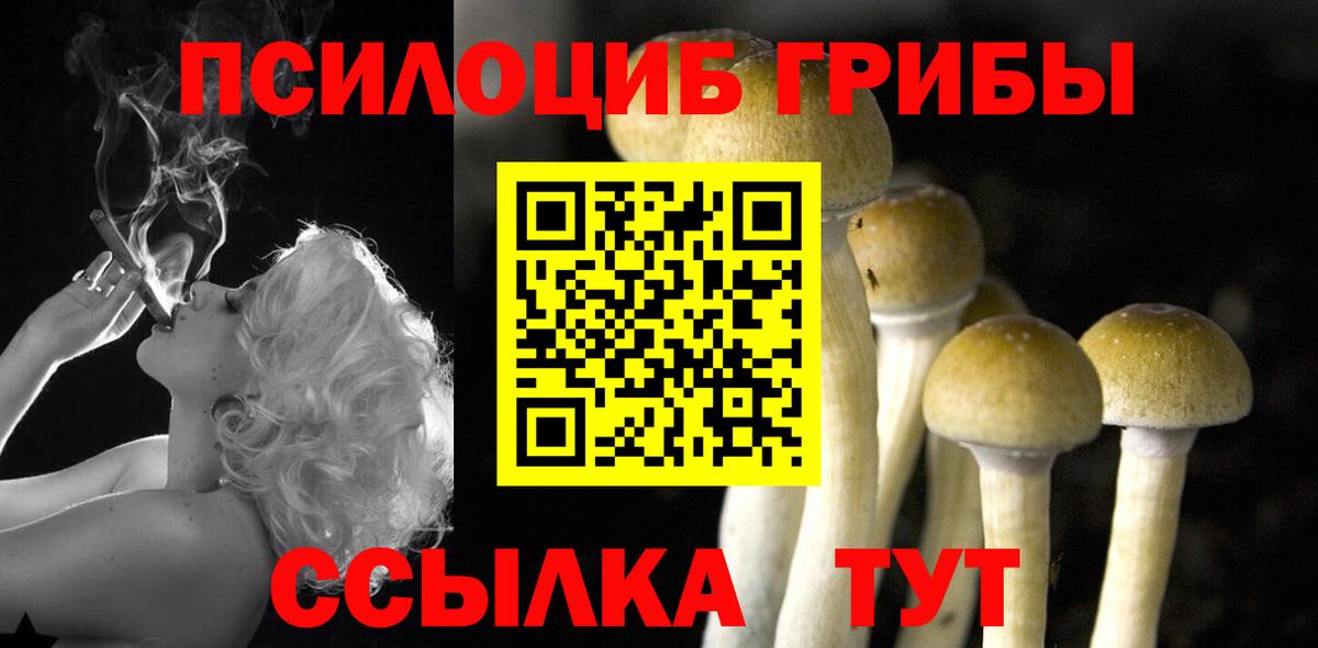 Выборг  Псилоцибиновые грибы Psilocybine cubensis  Вход с VPN 
